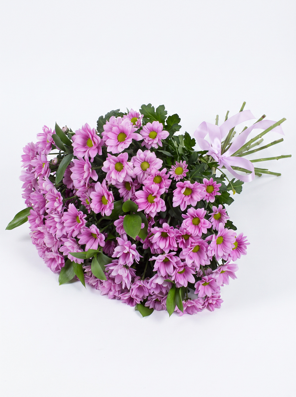 Pink Chrysanthemum
